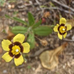 Photographie n°830038 du taxon Tuberaria guttata (L.) Fourr. [1868]