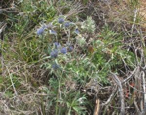 Genevieve Botti, le 25 avril 2016 (Sagres (capo san Vincento))