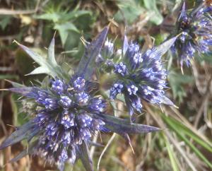 Genevieve Botti, le 25 avril 2016 (Sagres (capo san Vincento))