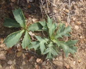 Genevieve Botti, le 25 avril 2016 (Sagres (capo san Vincento))