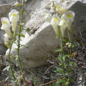 Photographie n°830351 du taxon Antirrhinum majus L. [1753]