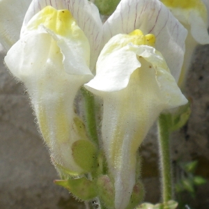 Photographie n°830353 du taxon Antirrhinum majus L. [1753]