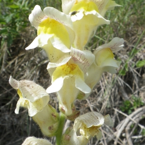 Photographie n°830356 du taxon Antirrhinum majus L. [1753]