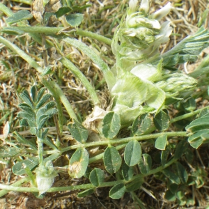 Photographie n°830367 du taxon Astragalus depressus L. [1756]