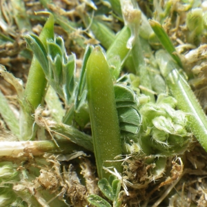 Photographie n°830380 du taxon Astragalus depressus L. [1756]