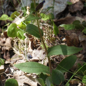 Photographie n°830452 du taxon Pulmonaria saccharata Mill. [1768]