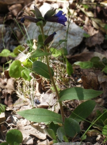 Liliane Roubaudi, le  6 mai 2016 (Thiéry)