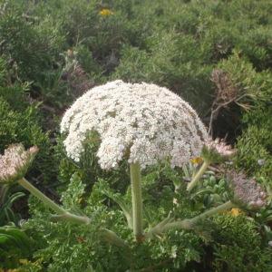 Photographie n°830700 du taxon Daucus carota subsp. gummifer (Syme) Hook.f. [1884]