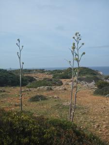 Genevieve Botti, le 25 avril 2016 (Sagres (capo san Vincento))