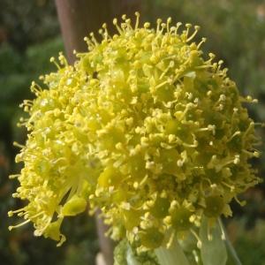 Ferula tingitana L. (Férule de Tanger)