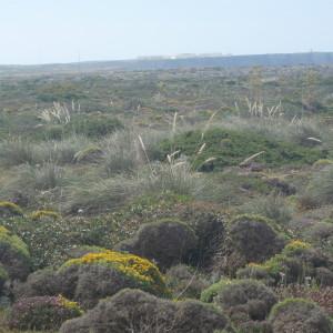  - Stipa gigantea Link [1799]