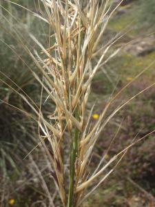 Genevieve Botti, le 25 avril 2016 (Sagres (capo san Vincento))