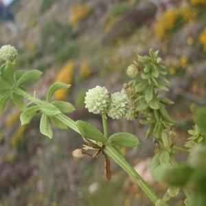 Photographie n°830848 du taxon Galium verrucosum Huds. [1767]
