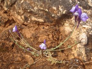 Genevieve Botti, le 25 avril 2016 (Sagres (capo san Vincento))