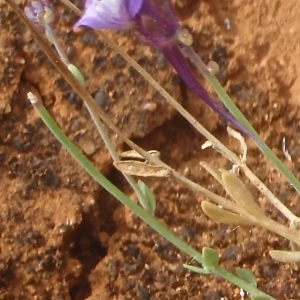 Photographie n°830890 du taxon Linaria amethystea (Vent.) Hoffmanns. & Link [1820]