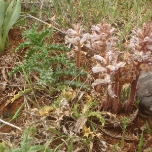 Photographie n°830895 du taxon Orobanche L. [1753]