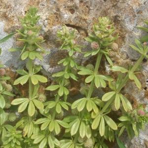 Photographie n°830931 du taxon Galium verrucosum Huds. [1767]