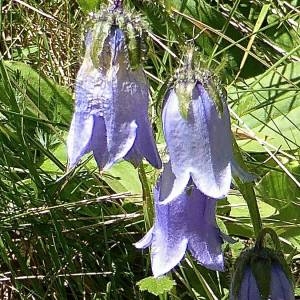 Photographie n°831227 du taxon Campanula barbata L. [1759]