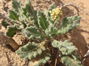 Genevieve Botti, le 25 avril 2016 (Sagres (capo san Vincento))