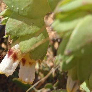 Photographie n°831294 du taxon Cerinthe major subsp. gymnandra (Gasp.) Rouy [1908]