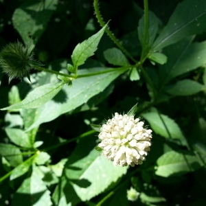 Photographie n°831901 du taxon Dipsacus pilosus L.