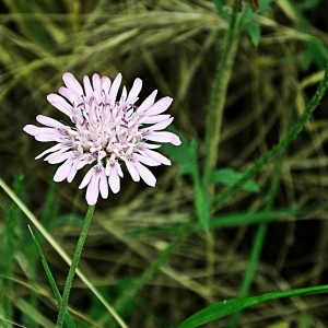 Photographie n°831918 du taxon Knautia integrifolia (L.) Bertol. [1836]