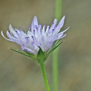 Photographie n°831919 du taxon Knautia integrifolia (L.) Bertol. [1836]