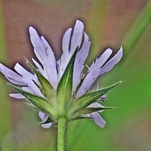 Photographie n°831920 du taxon Knautia integrifolia (L.) Bertol. [1836]