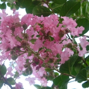 Photographie n°832247 du taxon Lagerstroemia speciosa (L.) Pers.