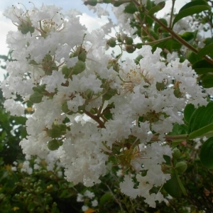 Photographie n°832251 du taxon Lagerstroemia speciosa (L.) Pers.