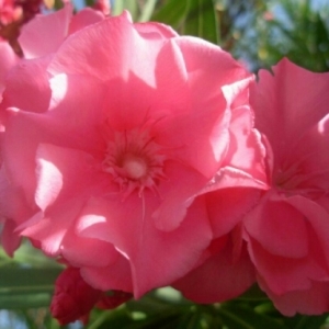 Photographie n°832262 du taxon Nerium oleander L.