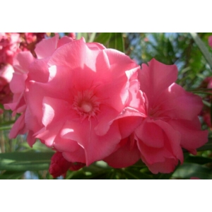 Nerium oleander L. (Laurier rose)