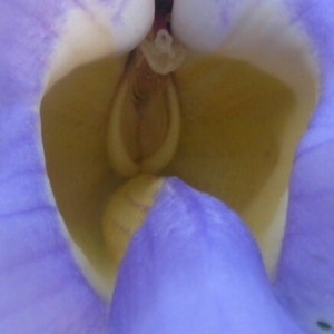 Photographie n°832305 du taxon Thunbergia grandiflora (Roxb. ex Rottl.) Roxb.