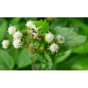 Chromolaena odorata (L.) R.M.King & H.Rob. (Baby bush)