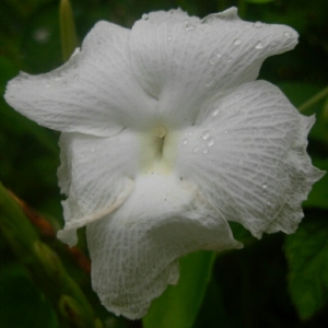 Photographie n°832325 du taxon Thunbergia fragrans Roxb.