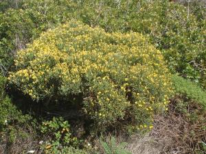 Genevieve Botti, le 25 avril 2016 (Sagres (capo san Vincento))