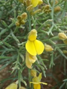 Genevieve Botti, le 25 avril 2016 (Sagres (capo san Vincento))