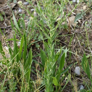 Photographie n°832680 du taxon Lepidium campestre (L.) R.Br. [1812]