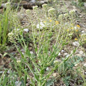 Photographie n°832687 du taxon Lepidium campestre (L.) R.Br. [1812]