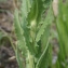  Liliane Roubaudi - Lepidium campestre (L.) R.Br. [1812]