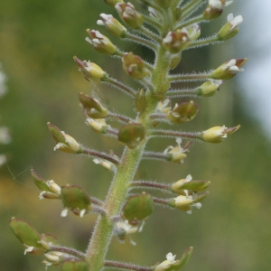 Photographie n°832700 du taxon Lepidium campestre (L.) R.Br. [1812]