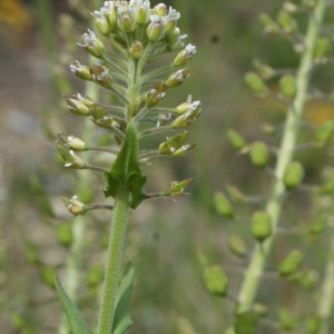 Photographie n°832702 du taxon Lepidium campestre (L.) R.Br. [1812]