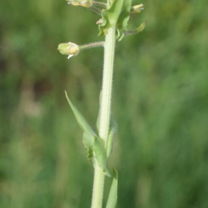 Photographie n°832704 du taxon Lepidium campestre (L.) R.Br. [1812]