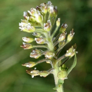 Photographie n°832707 du taxon Lepidium campestre (L.) R.Br. [1812]