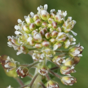 Photographie n°832712 du taxon Lepidium campestre (L.) R.Br. [1812]