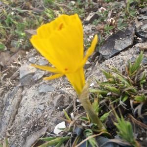 Photographie n°832715 du taxon Narcissus bulbocodium L. [1753]