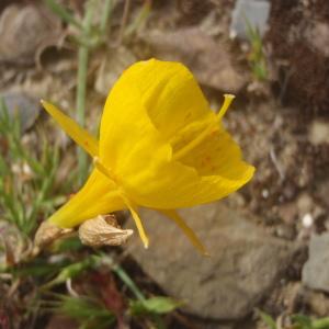 Photographie n°832719 du taxon Narcissus bulbocodium L. [1753]
