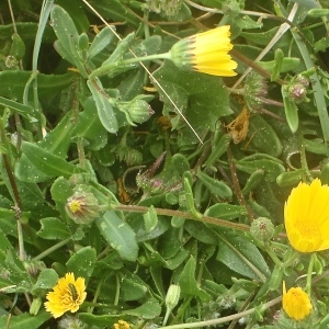 Photographie n°832814 du taxon Calendula arvensis L. [1763]