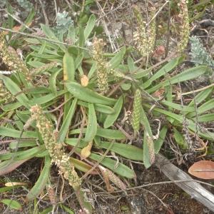 Photographie n°832851 du taxon Plantago L. [1753]