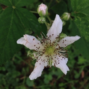 Photographie n°832985 du taxon Rubus L. [1753]